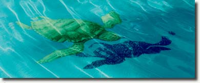 Turtle